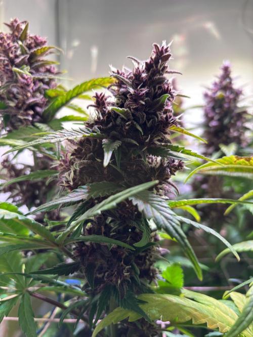 Tropicana Cookies Auto. Week 11