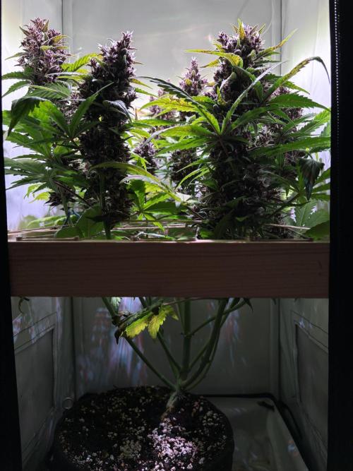 Tropicana Cookies Auto. Week 11