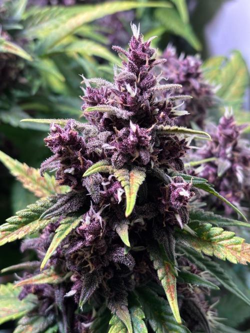 Tropicana Cookies Auto. Week 11