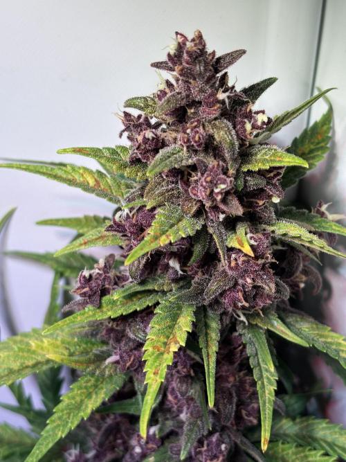 Tropicana Cookies Auto. Week 11