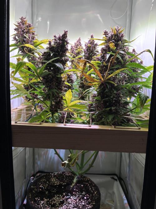 Tropicana Cookies Auto. Week 12