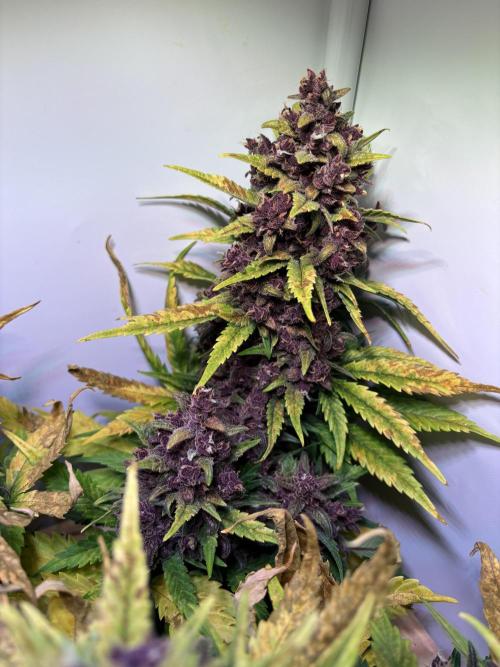 Tropicana Cookies Auto. Week 12