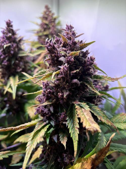 Tropicana Cookies Auto. Week 12