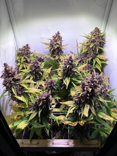 Tropicana Cookies Auto. Week 12