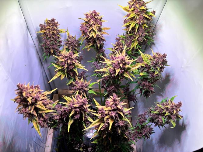 Tropicana Cookies Auto. Week 13