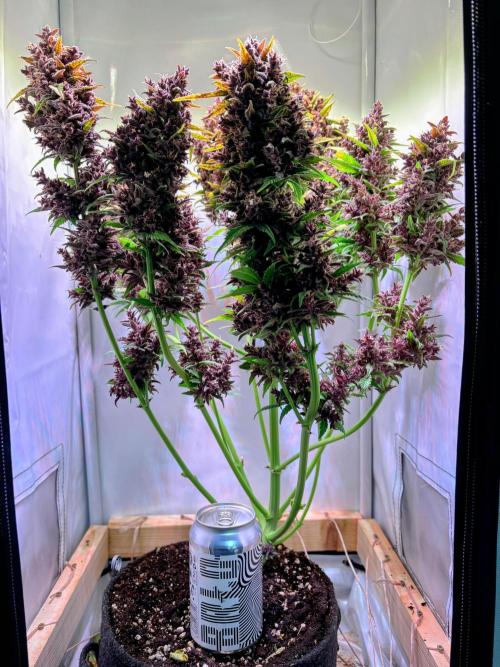 Tropicana Cookies Auto. Week 13