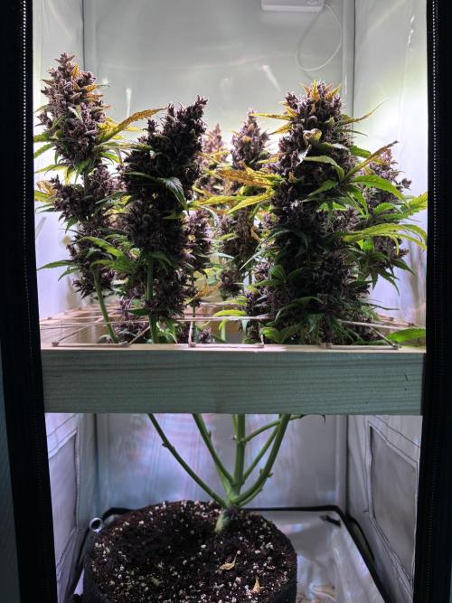 Tropicana Cookies Auto. Week 13