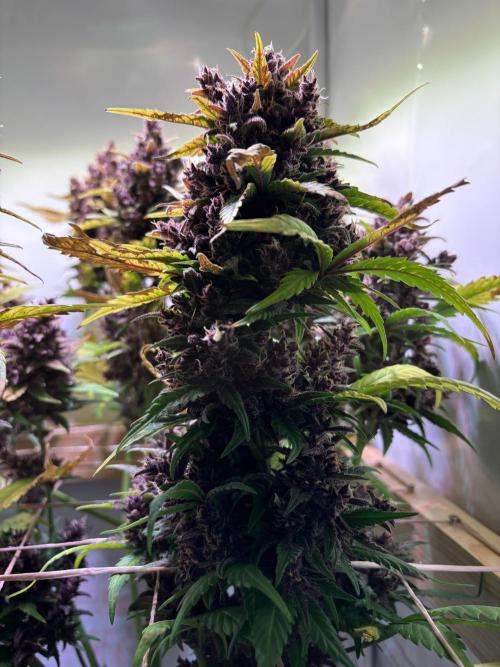 Tropicana Cookies Auto. Week 13