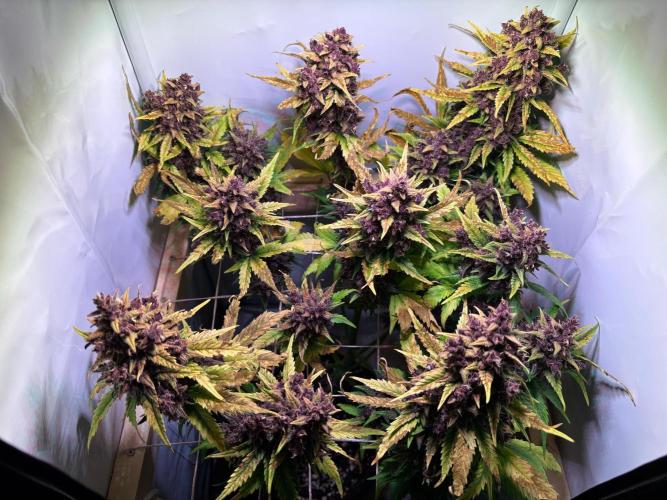 Tropicana Cookies Auto. Week 13