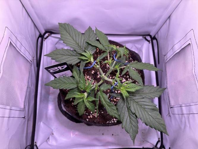 Guava Auto - Mini Grow. Week 4