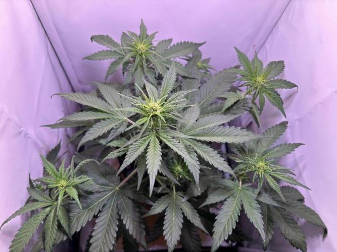 Tropicana Cookies Auto. Week 5