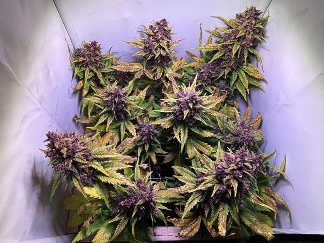 Tropicana Cookies Auto. Week 12
