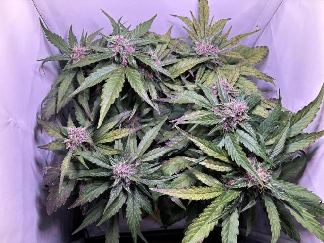 Guava Auto - Mini Grow. Week 9