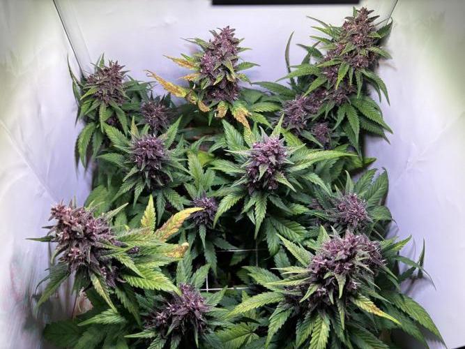 Tropicana Cookies Auto. Week 10