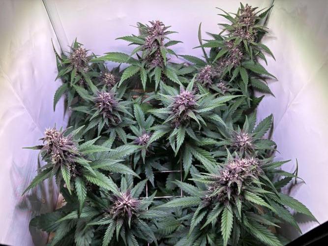 Tropicana Cookies Auto. Week 8