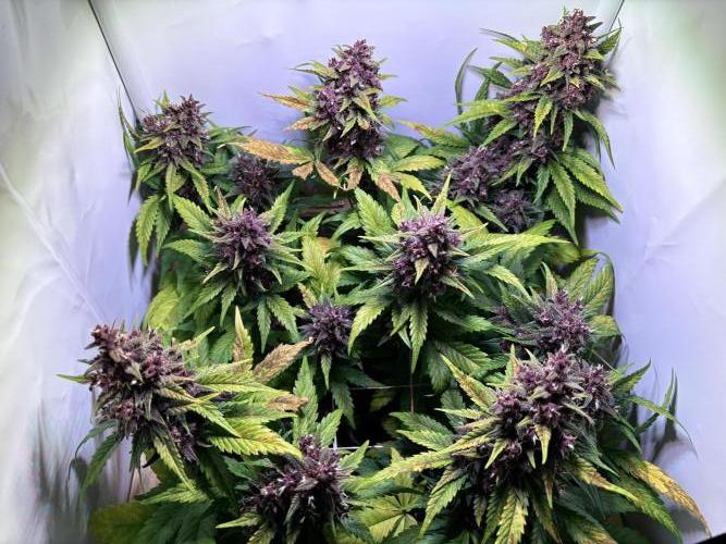 Tropicana Cookies Auto. Week 11