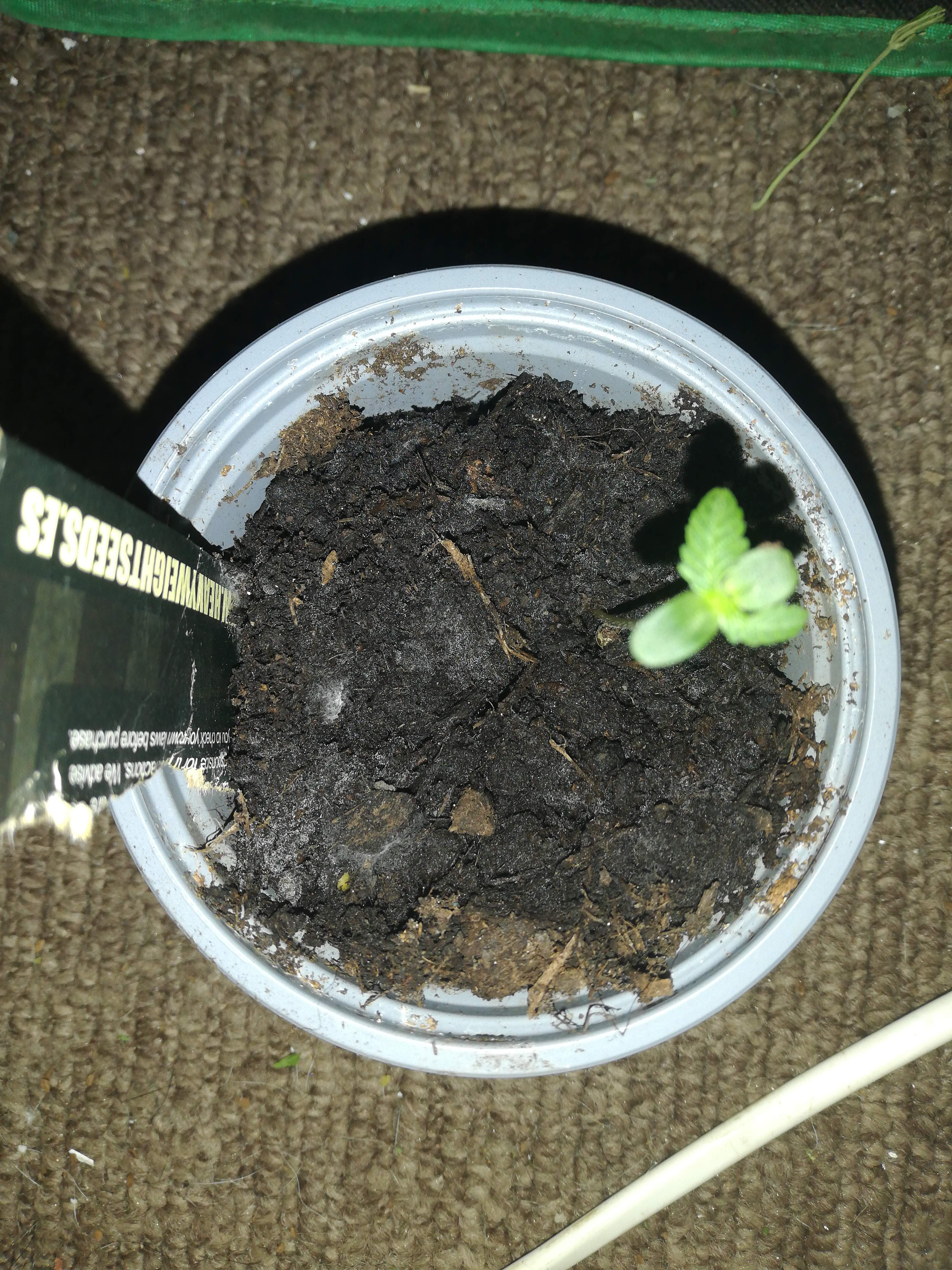 Heavyweight Seeds Jackpot Auto grow diary (journal) week1 by