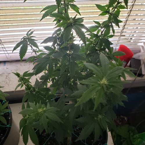 mini Amsterdam . Week 2