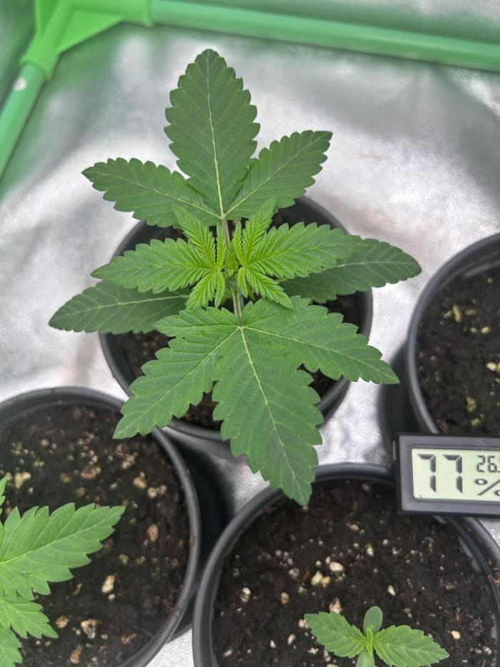 Platinum Line - Papaya Stank 🌪️. Week 2 - Day 8 ☀️🌱