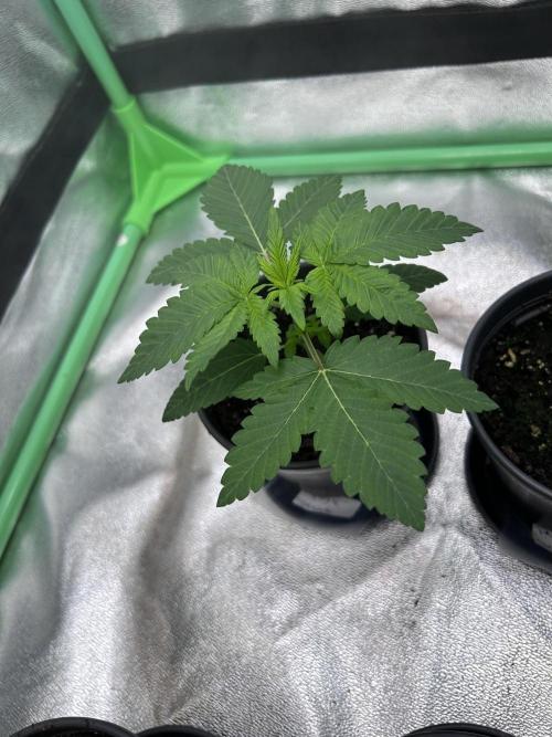 Platinum Line - Papaya Stank 🌪️. Week 2 - Day 10 ☀️🌱