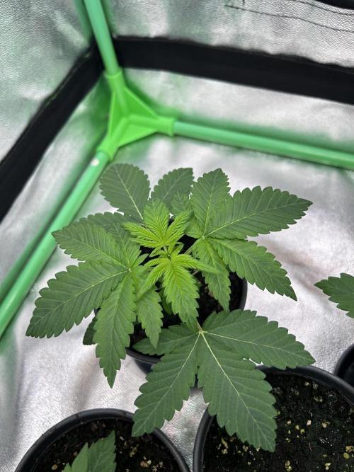 Platinum Line - Papaya Stank 🌪️. Week 2 - Day 11 ☀️🌱