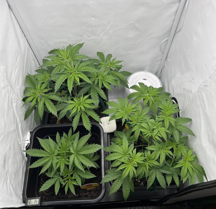 Platinum Line - Papaya Stank 🌪️. Week 4 - Tag 23 🌿