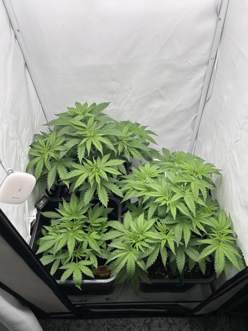 Platinum Line - Papaya Stank 🌪️. Week 4 - Tag 25 🌿