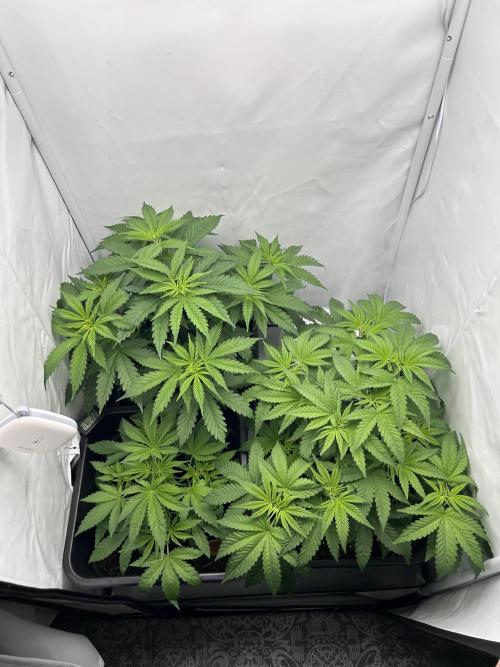 Platinum Line - Papaya Stank 🌪️. Week 4 - Tag 27 🌿