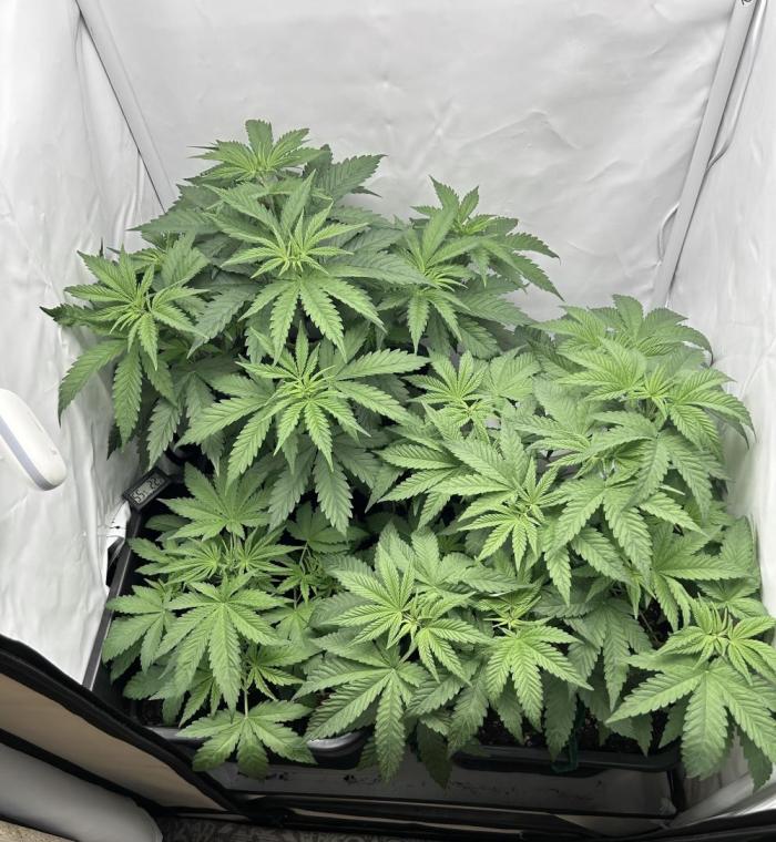 Platinum Line - Papaya Stank 🌪️. Week 5