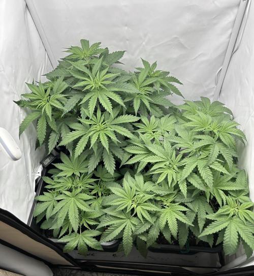 Platinum Line - Papaya Stank 🌪️. Week 5 - 1 