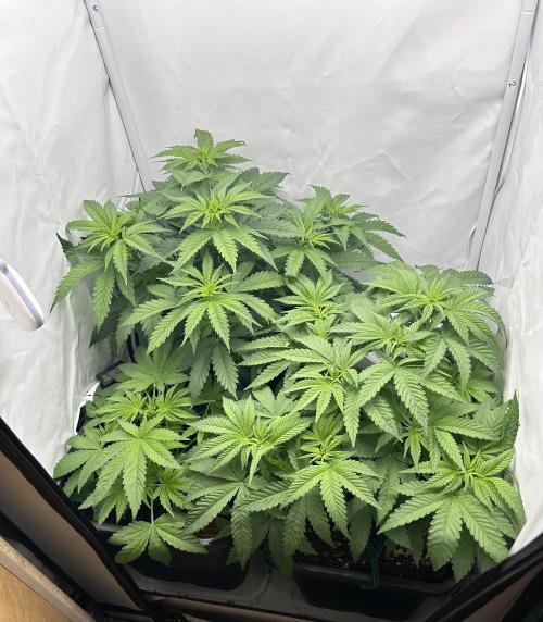 Platinum Line - Papaya Stank 🌪️. Week 5 - 3