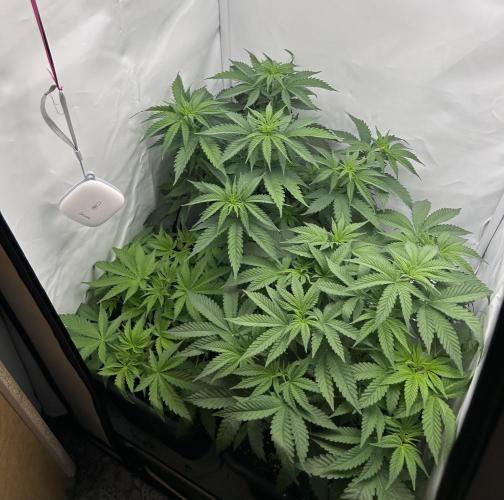 Platinum Line - Papaya Stank 🌪️. Week 5 - 7