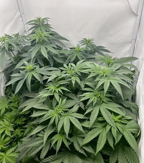 Platinum Line - Papaya Stank 🌪️. Week 6 - 11