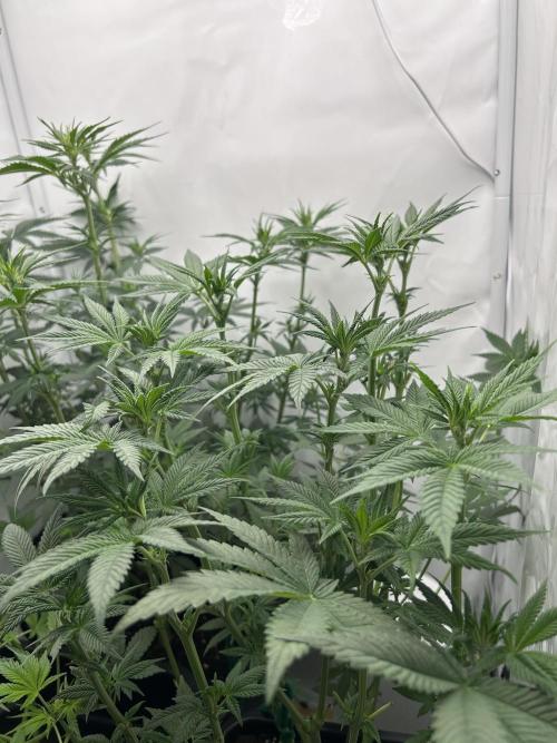 Platinum Line - Papaya Stank 🌪️. Week 6 - 14