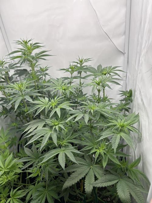Platinum Line - Papaya Stank 🌪️. Week 7