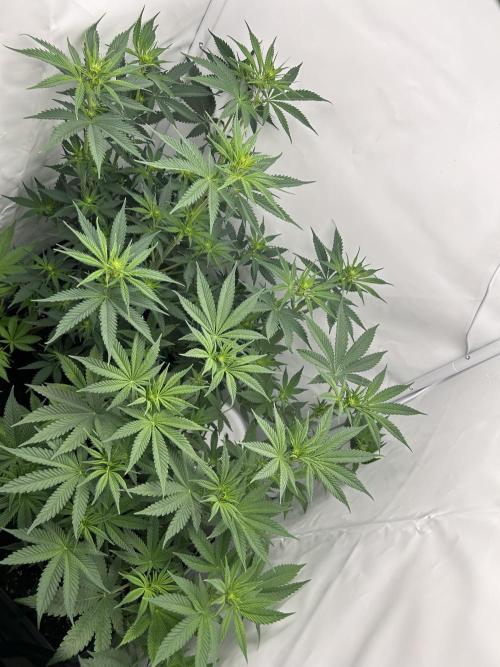 Platinum Line - Papaya Stank 🌪️. Week 7