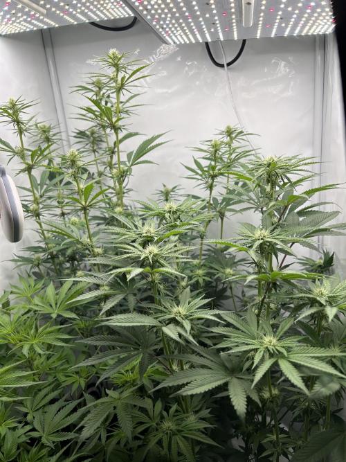 Platinum Line - Papaya Stank 🌪️. Week 8