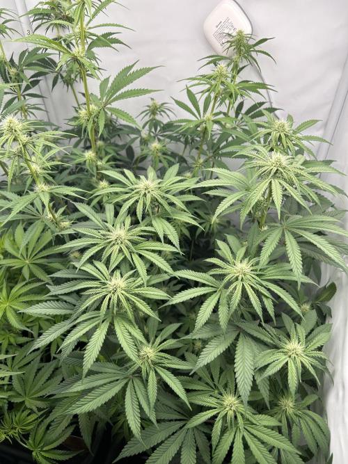 Platinum Line - Papaya Stank 🌪️. Week 8