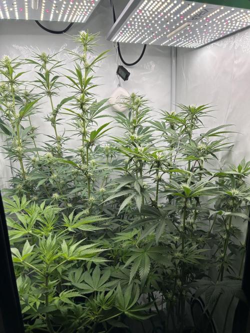 Platinum Line - Papaya Stank 🌪️. Week 8