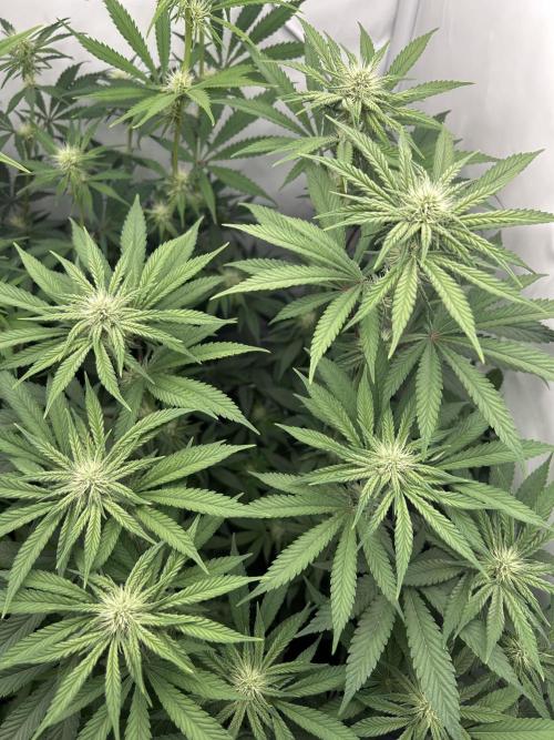 Platinum Line - Papaya Stank 🌪️. Week 8