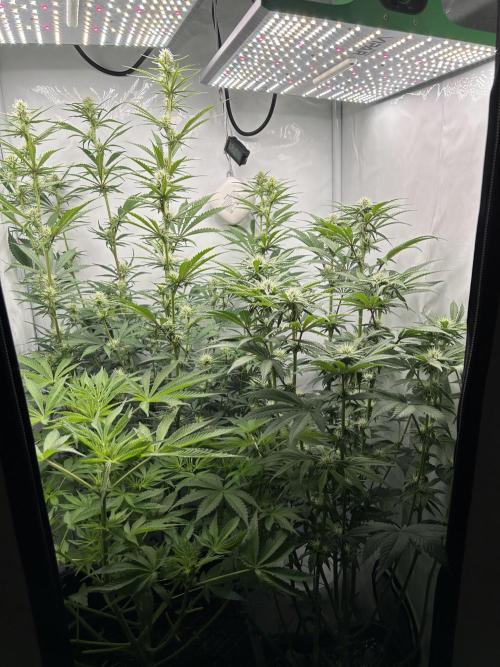 Platinum Line - Papaya Stank 🌪️. Week 8