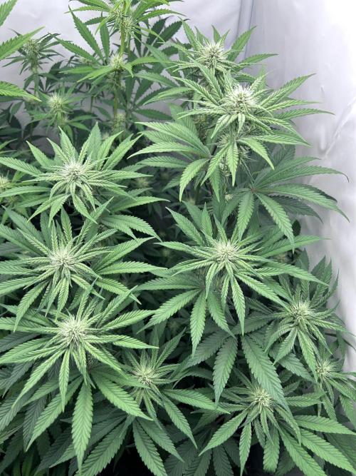 Platinum Line - Papaya Stank 🌪️. Week 8