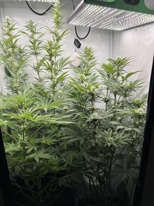 Platinum Line - Papaya Stank 🌪️. Week 8