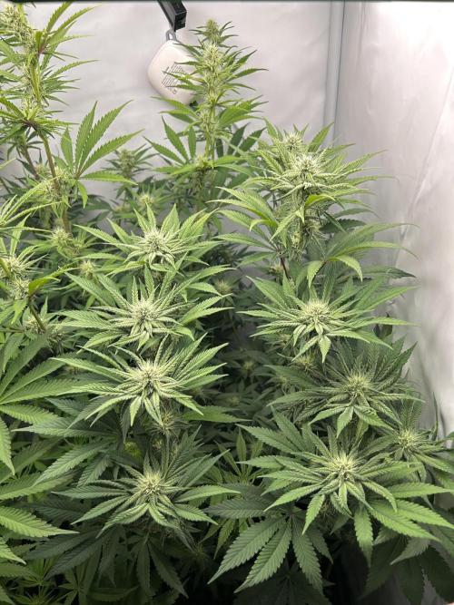 Platinum Line - Papaya Stank 🌪️. Week 9