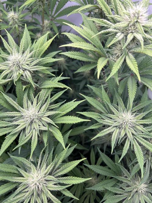 Platinum Line - Papaya Stank 🌪️. Week 9