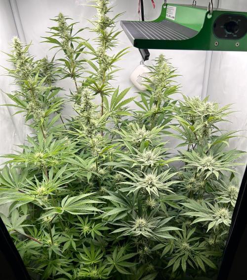 Platinum Line - Papaya Stank 🌪️. Week 9