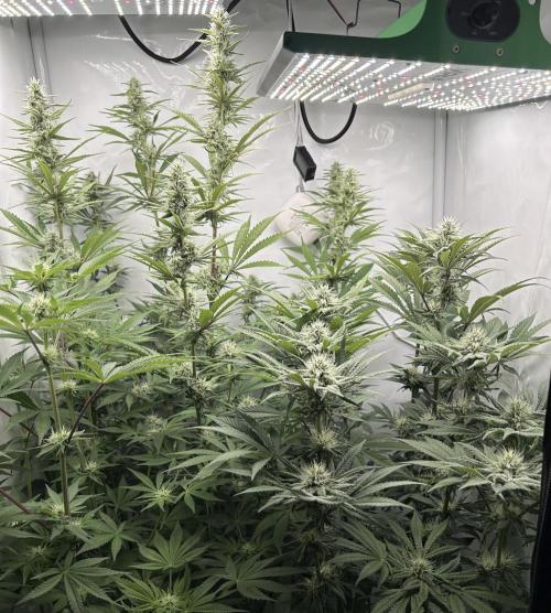 Platinum Line - Papaya Stank 🌪️. Week 10