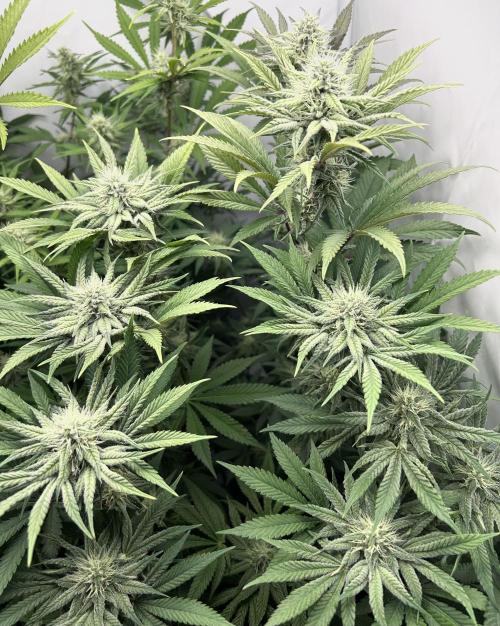 Platinum Line - Papaya Stank 🌪️. Week 10