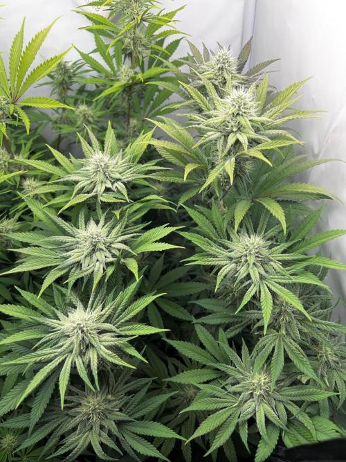 Platinum Line - Papaya Stank 🌪️. Week 10