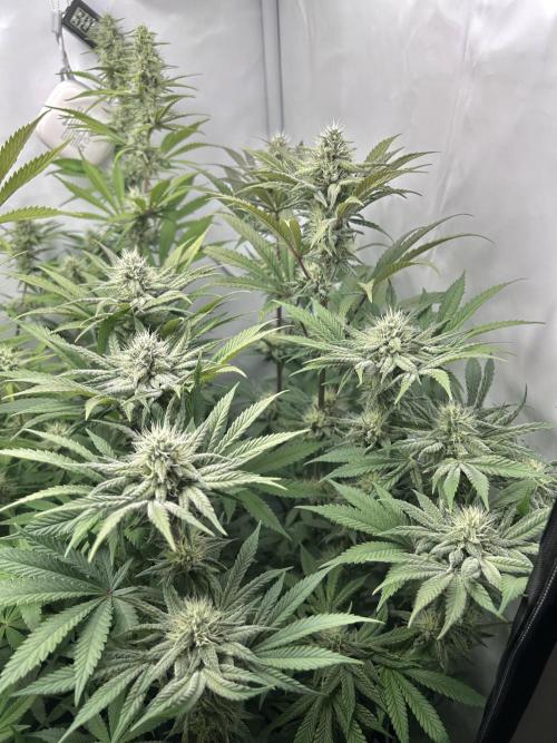 Platinum Line - Papaya Stank 🌪️. Week 10
